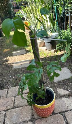 Monstera Deliciosa Plant with Stake