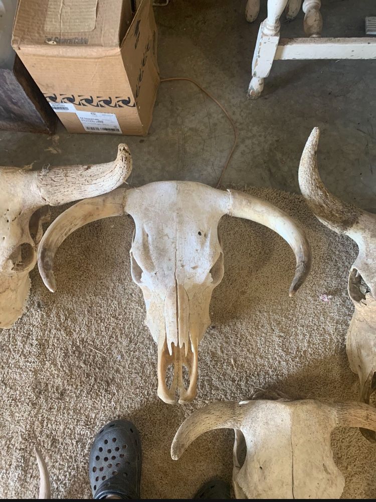 European Mounts Steer
