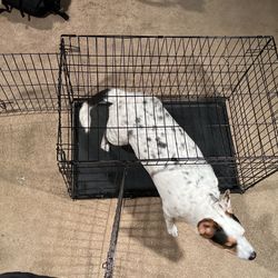 2 By 3 Dog Cage