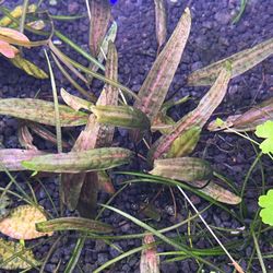 Cryptocoryne Jacobsenii Pink - Aquarium Plant