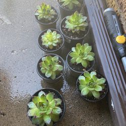 Small Succulent Plants Drought Resistant Indoor Outdoor $1 Each