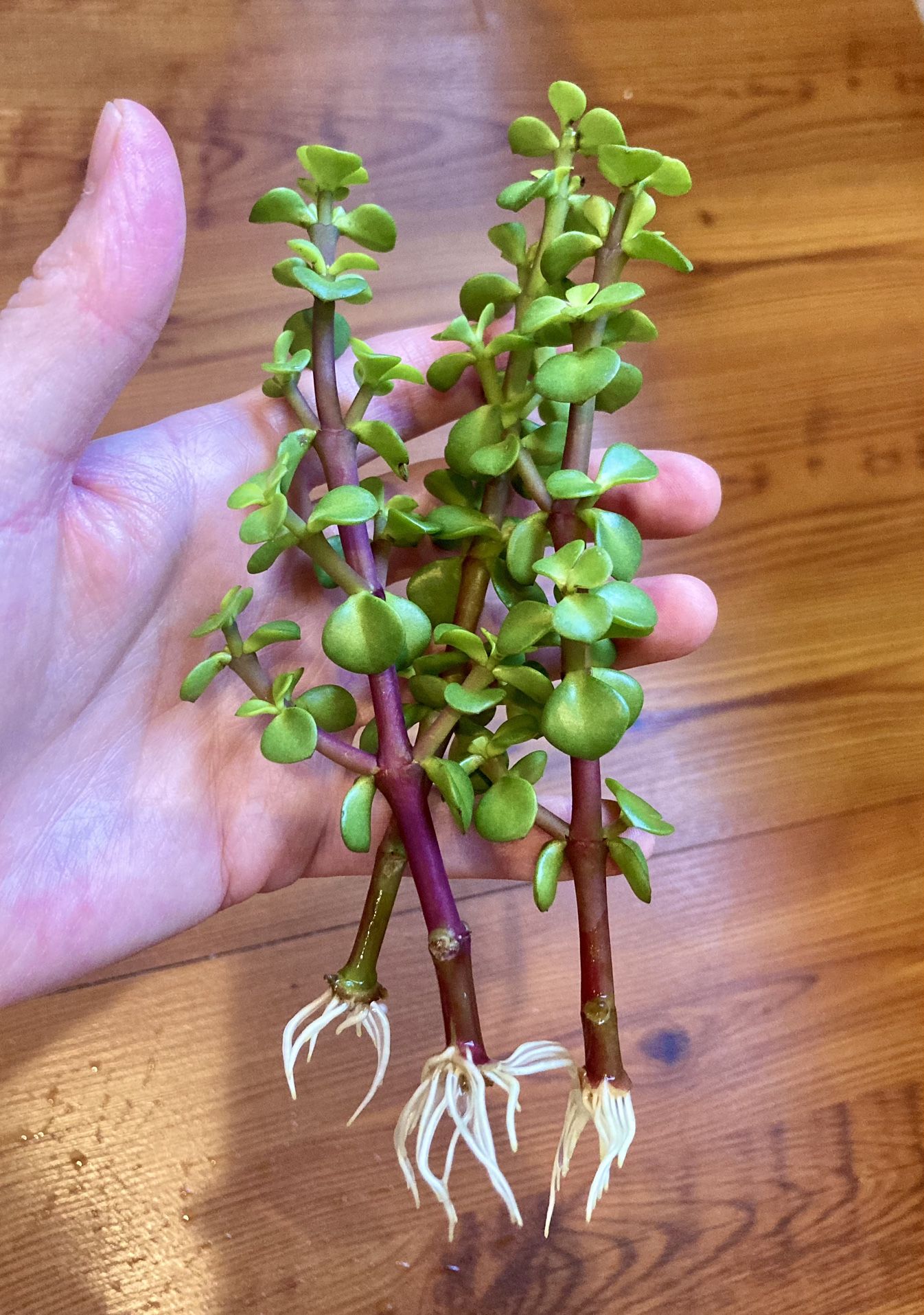 Rooted Mini Jade plant cuttings (portulacaria afra/elephant bush/dwarf jade)