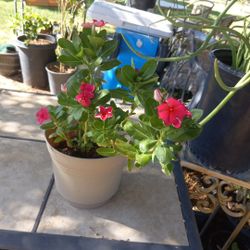 Vinca Plant $6