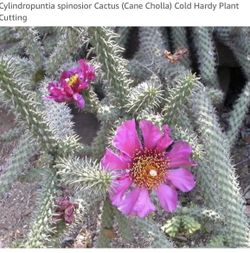 Cholla Cactus Cuttings 2ea.