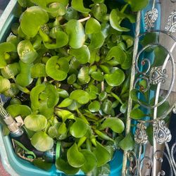 SUCCULENTS 