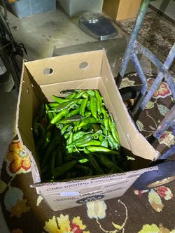Hatch green chili from New Mexico