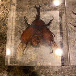 Bug collections