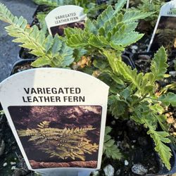 Variegated ‘Leatherleaf’ Ferns —