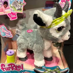 Daisy The  Yoga Goat 