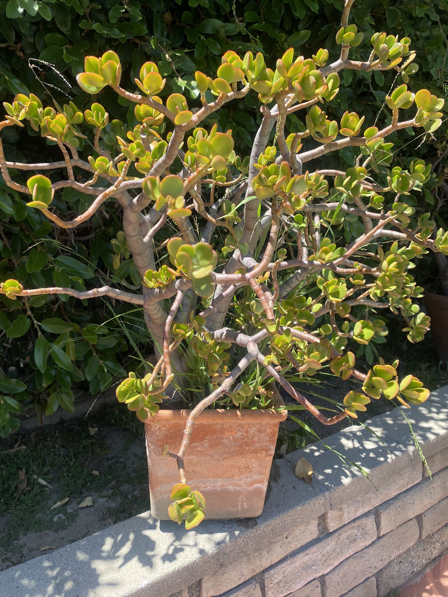 Jade Money Plant / Terracotta Pot 12” X12”inches
