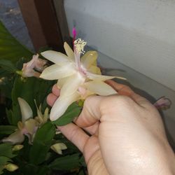 White/off White Christmas Cactus Cuttings