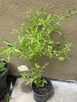 Planta de epazote