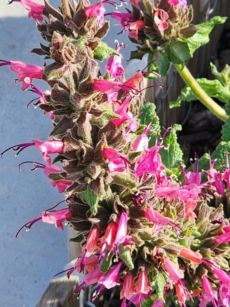 Hummingbird Sage
(Salvia spathacea)