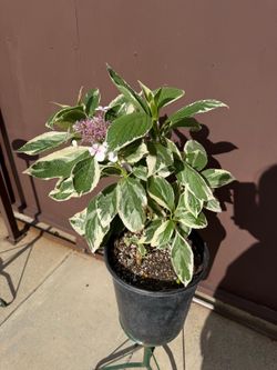 variegated hydrangea