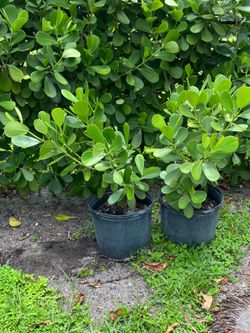 Claudia Guttifera Tree