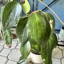 Hoya latifolia