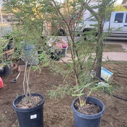 Mesquite Trees