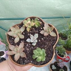 Succulent Arrangement 