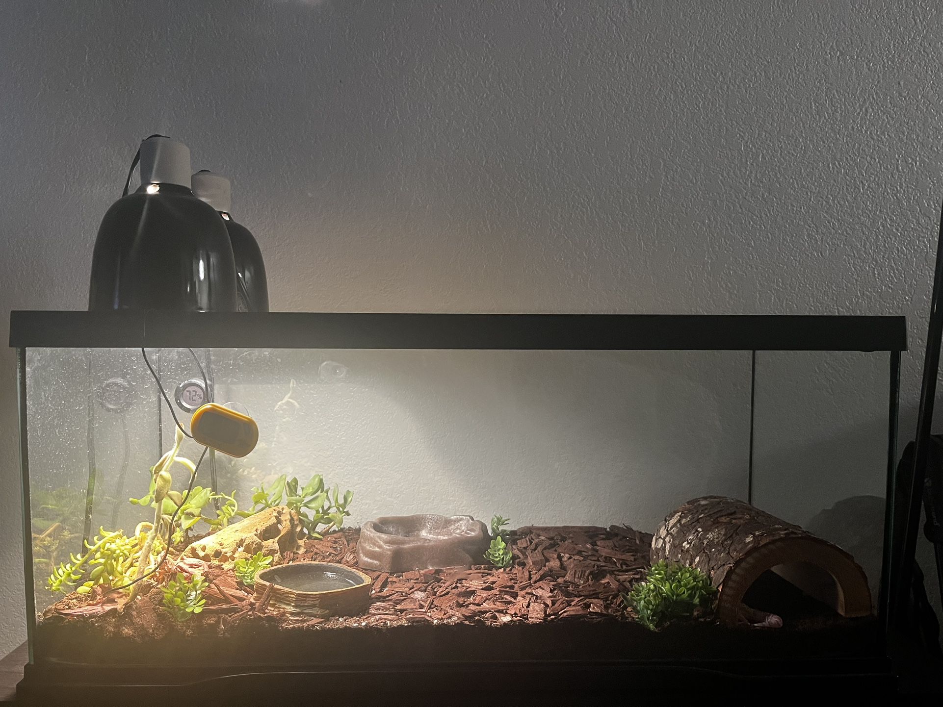 Fancy leopard Gecko Tank/Terrarium