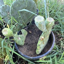 Nopal se come Y Da Tunas  de las Tienfa 10 Dolares 