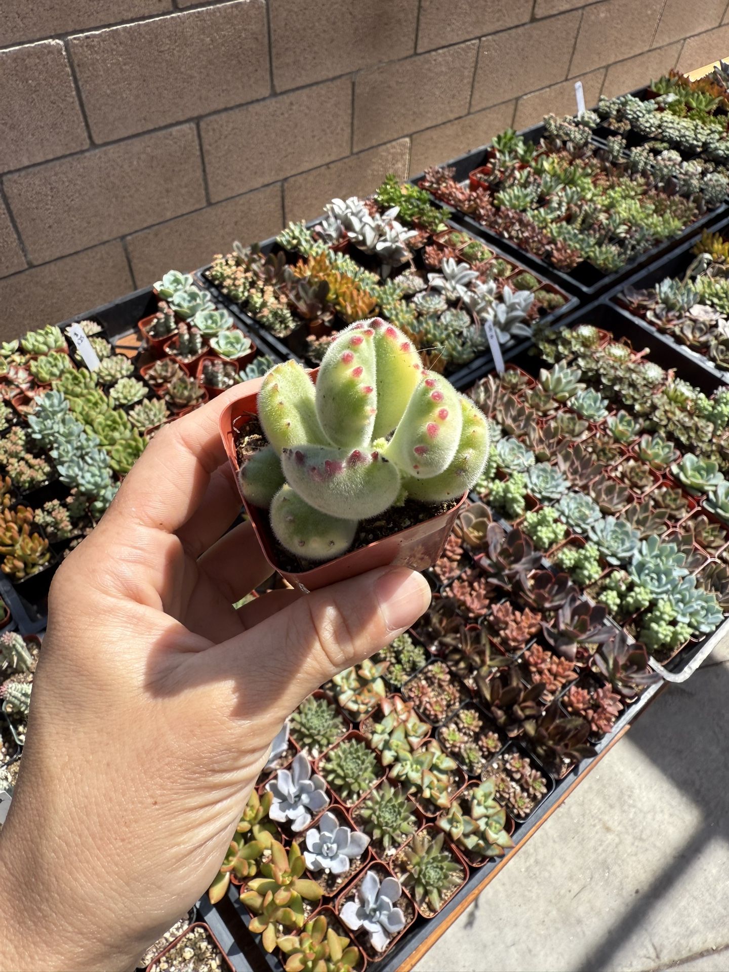 Beautiful 2” Succulents