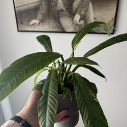 Peace Lilly Plant 