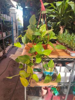 Neon Pothos