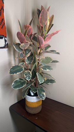 Ficus elastica ruby/ rubber tree plant