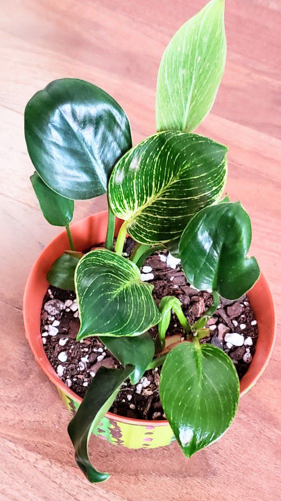 Philodendron Brikin Variegated Indoor Live Houseplants With 4 Inch Plastic pot  . 2 Small  Plants In Pot
