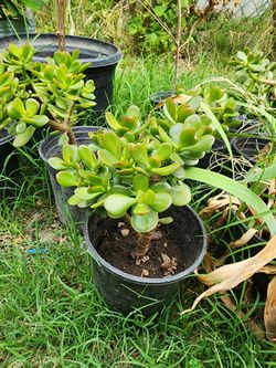 Jade Plants
