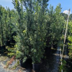 Podocarpus Over 6 To 7 Feet Tall Instant Privacy Hedge For Fence