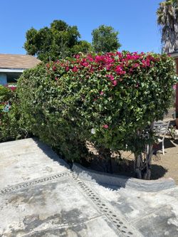 Jardinero