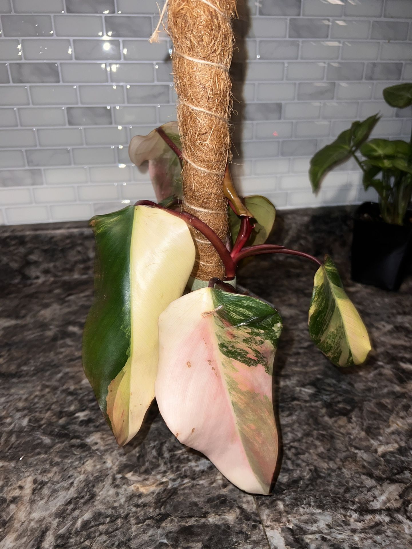 Philodendron Strawberry Shake 