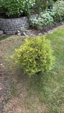 Mature - Lime green Ball Thuja