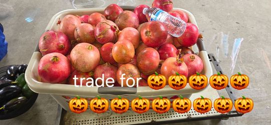 Pomegranate for sale or trade for pumpkins. 10 for 1 pumpkin