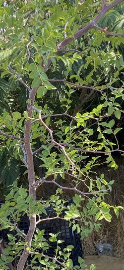Jujube Tree, Fruiting