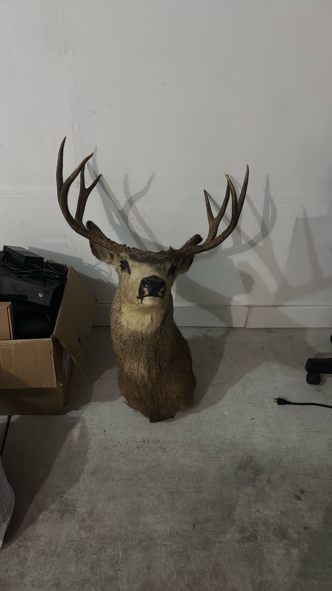Real Dear Head