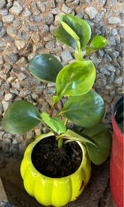 Peperomia