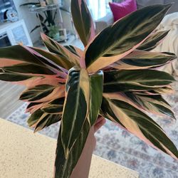 Stromanthe Triostar Prayer Plant