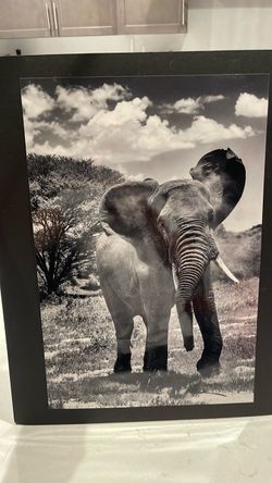 Elephant Wildlife Photography Print – 20” x 16”