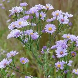 Purple Aster Plants Pint Size