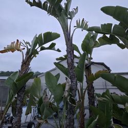 Giant White Birds of Paradise Plants (Strelitzia nicolai)