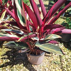 Stromanthe Triostar (3 Gal)