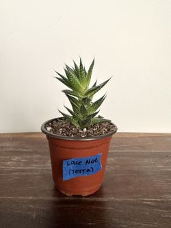 Lace aloe plant🎀🌿