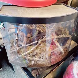 Beginner Tank