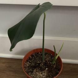 Starter Monstera House Plant