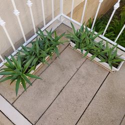 20 AGAVE  DESMETTIANA VARIGATED, ready to plant