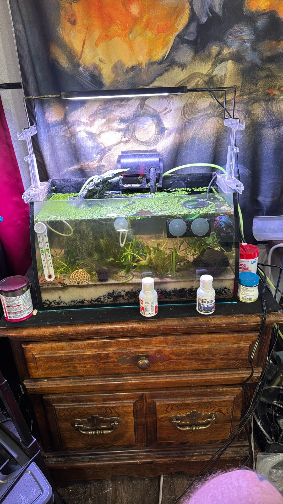 8 Gallon Fish Tank