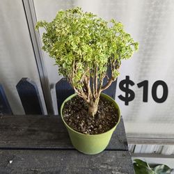 Aralia Ming Bonsai