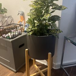 Plant Pot